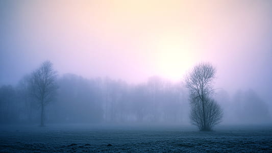 mist forest thumbnail