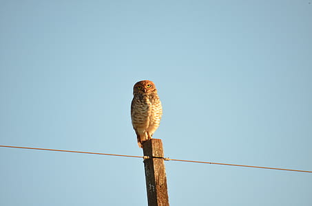 owl perched on brown fence thumbnail