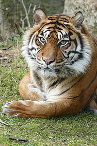 tiger on green grass thumbnail