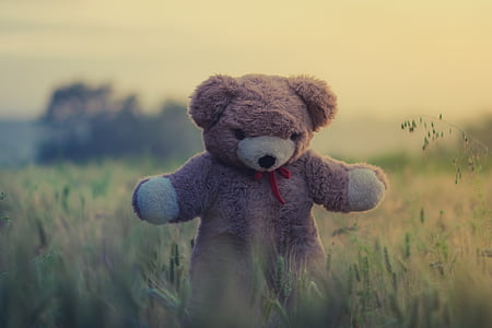 selective focus photography of brown bear plush toy on green grass field thumbnail