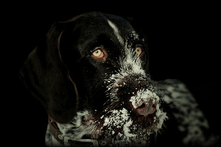 adult German wirehaired pointer thumbnail
