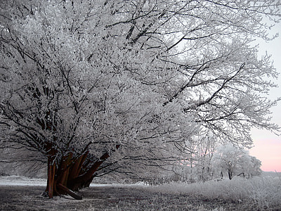 brown and gray tree under white sky thumbnail