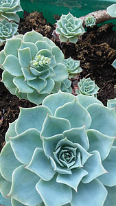 close photo of green succulent plants thumbnail