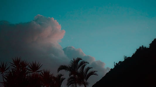 silhouette of palm tree thumbnail