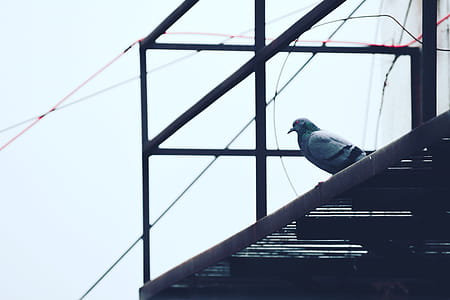 Gray Pigeon on Black Metal Frame thumbnail