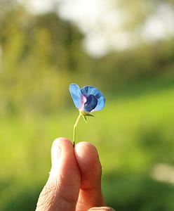 Small Blue Petaled Flower Held by Person's Fingers thumbnail