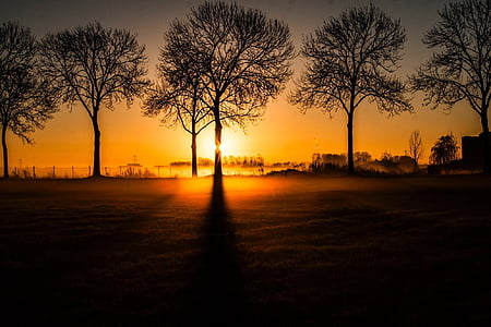 silhouette photo of leafless trees thumbnail