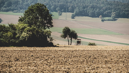 nature, field, forest, trees thumbnail
