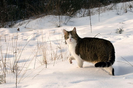 gray cat standing on snow thumbnail