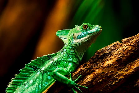 green gecko on green wood thumbnail