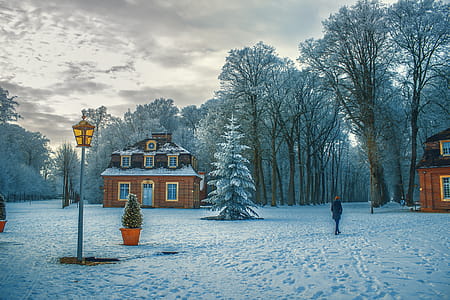 Snow Covered Trees in Winter thumbnail