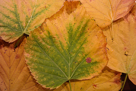 Mountain Elm, Elm Leaves thumbnail