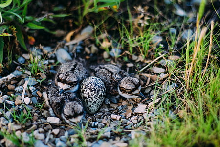 quail eggs between green grass thumbnail