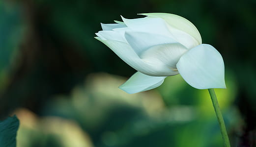 selective focus photography of white petaled flower thumbnail