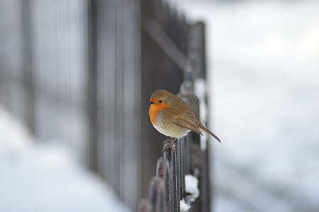 brown and orange bird on black metal fence thumbnail