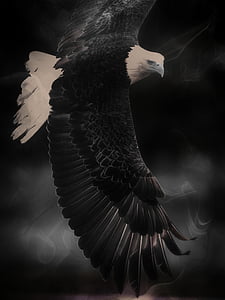 grayscale photo bald eagle digital wallpaper thumbnail