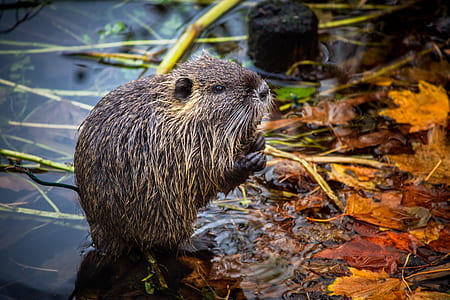 black capybara on water thumbnail