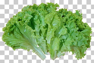 Iceberg lettuce Caesar salad Romaine lettuce Vegetable , Green Salad Lettuce , lettuce PNG clipart
