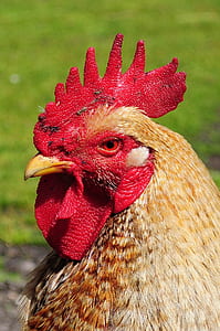 animal, agriculture, farm, chicken thumbnail