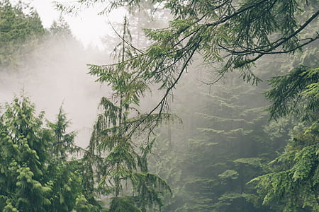 trees covered by fog thumbnail