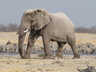 gray elephant standing on rock field thumbnail