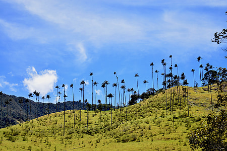 green leafed trees under white clouds thumbnail