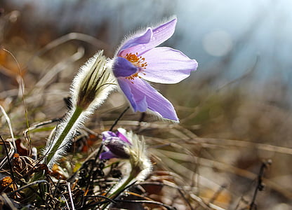 purple pasque flowers closeup photography thumbnail