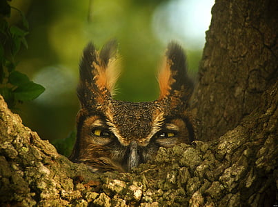 brown and black owl behind brown tree branch thumbnail