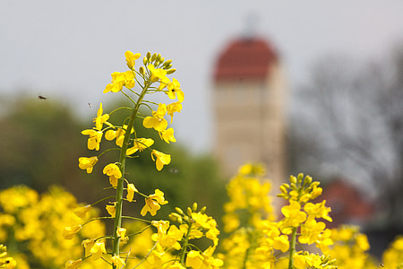 Oilseed Rape, Water Tower thumbnail