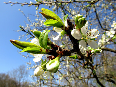 Plum Blossom, Plum Tree thumbnail