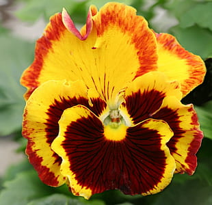 yellow and red pansy flower macro photography thumbnail