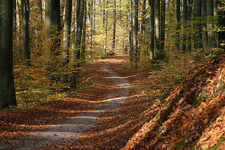 empty pathway between trees during daytime thumbnail