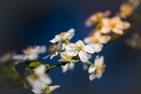 closeup photo of white petaled flowers thumbnail