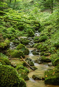 stream in the middle of the forest thumbnail