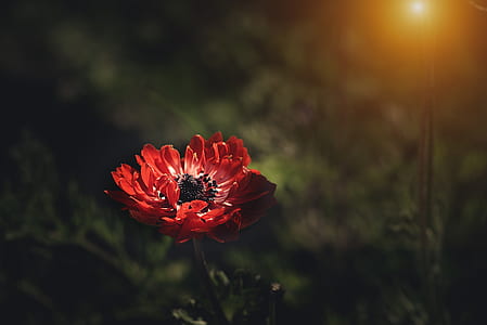 closeup photography of red petaled flower thumbnail