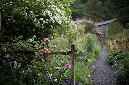 pink and white petaled flowers near house at daytime thumbnail