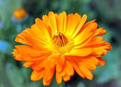 orange zinnia flower blooming at daytime thumbnail