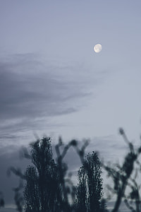 Early morning moon thumbnail