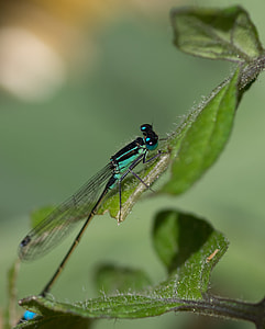 Demoiselle, Agrion Elegant thumbnail