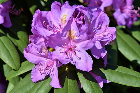 close up photo of pink rhododendron flowers thumbnail