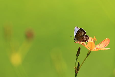 close up photo of common blue butterfly thumbnail