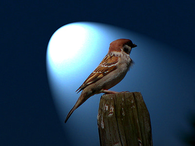 brown and white bird on brown wood thumbnail