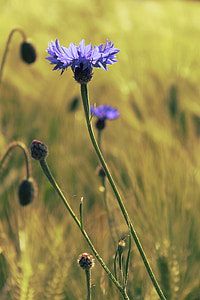 purple cornflower thumbnail