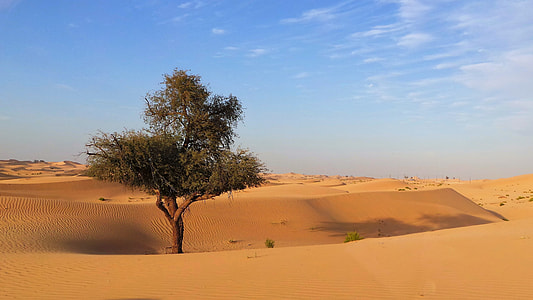 green leafed tree on sand thumbnail