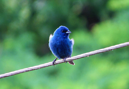 blue short beaked bird perched on wire thumbnail