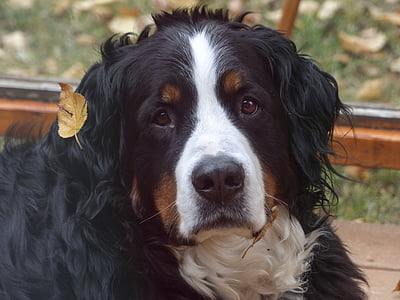 black, white, and brown Saint Bernard dog thumbnail