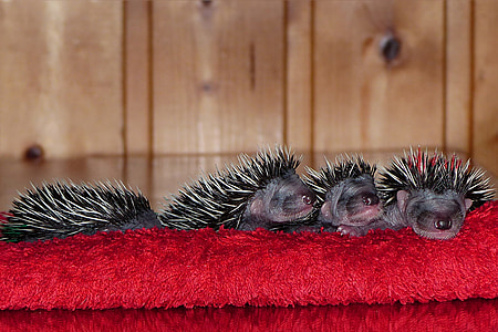 four porcupines thumbnail