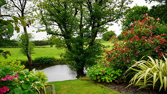 green leaf tree thumbnail
