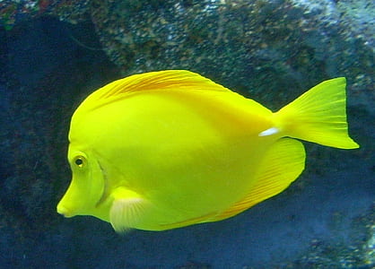 yellow tongue fish thumbnail