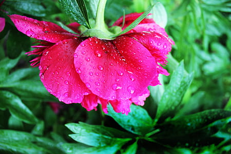 Pink Peony Flower in Closeup Photography thumbnail